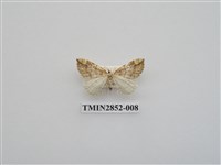 藏品(尺蛾573)的圖片